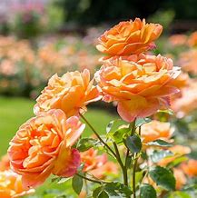 Image result for 70th Birthday Rose Plant