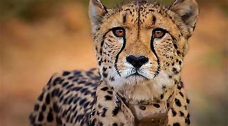 Image result for Deadly Cheetahs