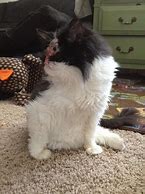 Image result for Chase the Cat with No Face