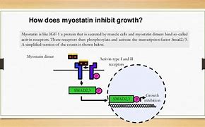 Image result for Myostatin Inhibito