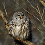 Image result for Ontario Birds of Prey