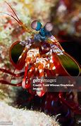 Image result for Shrimp Antennae