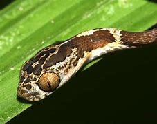 Image result for Blunt Tail Snake