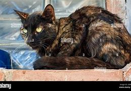 Image result for Scruffy Black Cat