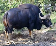 Image result for Gaur Animal