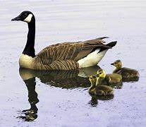 Image result for canada goose predators