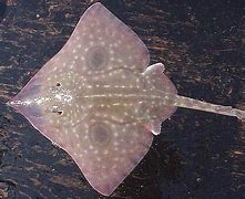 Image result for Giant Freshwater Skate