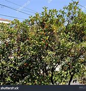 Image result for Kumquat Tree Indoor