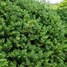 Image result for Evergreen Bush