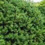 Image result for Plant Evergreen Shrubs