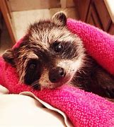 Image result for Raccoons Are Cute