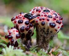 Image result for Cool Fungus