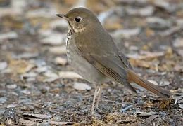 Image result for Alaska Ground Nesting Birds