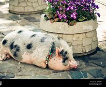 Image result for Happy Fat Pig