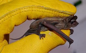 Image result for Mexican Free Tail Bat with Babies