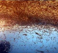 Image result for Krill School