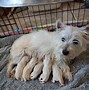 Image result for White Big Terrier