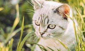 Image result for Cat in Grass