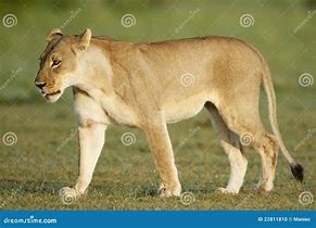 Image result for Mother Lioness