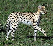 Image result for Red Serval Cat