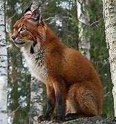 Image result for Rode Lynx