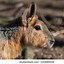 Image result for Hare Portrait Side Profile