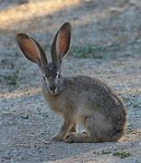 Image result for Tehuantepec Jackrabbit