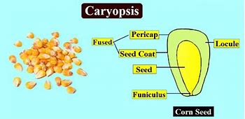 Image result for Caryopsis Fruit