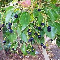 Image result for Cinnamon Camphor Tree