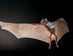 Image result for Vampire Bat