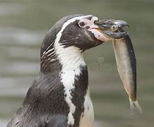 Image result for Linux Penguin Eating Fish