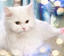 Image result for White Persian Kitten