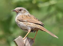 Image result for Dunnock