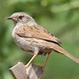 Image result for Dunnock