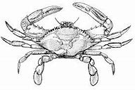 Image result for Blue Crab Anatomy Diagram