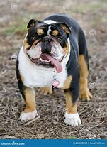 Image result for 12 Week Old English Bulldog Puppy