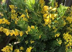 Image result for Genista Porlock Broom