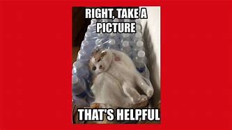 Image result for Cat Memes Funny Clean Work