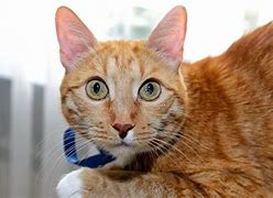 Image result for Red Ginger Cat