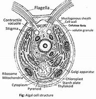 Image result for Red Algae Structure