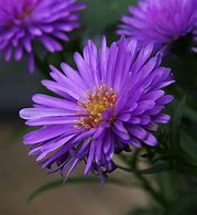 Image result for Dark Purple Aster