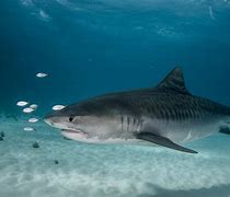 Image result for Tiger Shark Location