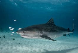 Image result for Great Tiger Shark