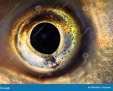 Image result for Prespective Eye Fish