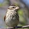 Image result for Grosbeak Bird Habitat