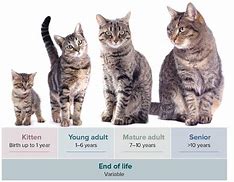 Image result for Cat Teen Years