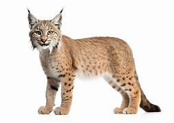 Image result for Rode Lynx