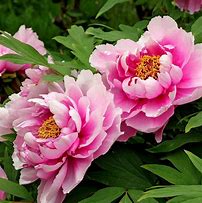 Image result for Dark Peony