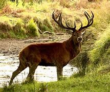 Image result for Red Deer Having Fun