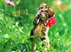 Image result for Spring Cat Pictures